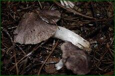 0_c71c1_75e43614_orig.jpg