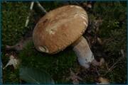 0_d0986_8a8b2ab4_orig.jpg