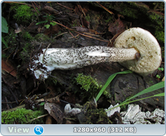 0_fb807_a0803681_orig.png