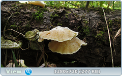 0_fc4cf_ffd72653_orig.png