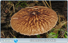 0_ead86_74921365_orig.png