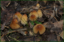 0_deb70_8204cc09_orig.png