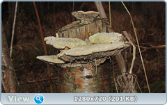 0_f4d7a_c0aab472_orig.png