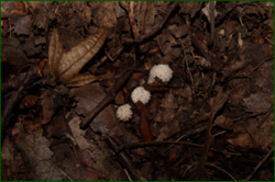 0_d972f_31a87a9e_orig.png