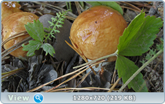 0_ea44a_f191265e_orig.png