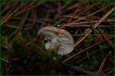 0_c71bf_c4550325_orig.jpg