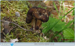 0_e85d3_b3975ac2_orig.png