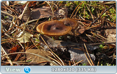 0_f30cb_c955841e_orig.png