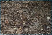 0_d2529_4f28c037_orig.jpg