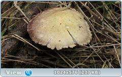 0_e780e_860d11cd_orig.png