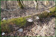 0_c881e_484d12ef_orig.jpg