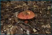 0_d2ab4_2940001f_orig.jpg