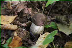 0_10c0c0_bca64761_orig.png