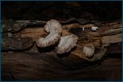 0_d2436_7995dd50_orig.jpg