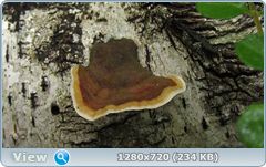 0_fc4bb_811649a2_orig.png