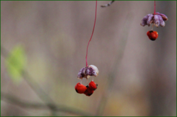 0_11078a_46238316_orig.png