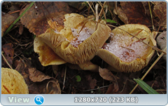 0_f4ff7_fd1445f4_orig.png