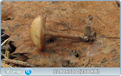 0_f4fe7_59cec085_orig.png