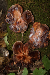 0_d88bc_3f46e9b0_orig.png