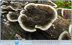 0_e9b1f_f66eb994_orig.png