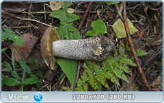 0_ef363_75704100_orig.png