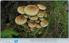0_ef390_32703665_orig.png