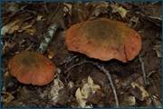 0_d2a56_226ed9d8_orig.jpg