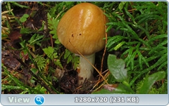 0_eb1fa_f8421aa1_orig.png