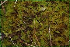 0_c712b_446abc21_orig.jpg