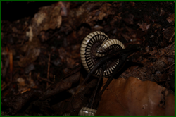 0_d9465_fbd8cb41_orig.png