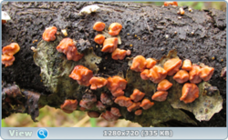 0_e38da_6f056110_orig.png