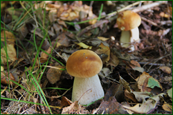 0_10c0d4_2b7443e0_orig.png