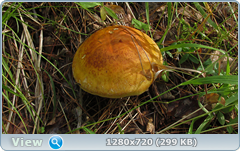 0_efe27_9e841fdd_orig.png