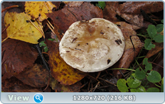 0_f2750_dfeb64de_orig.png