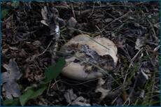 0_cc627_114485cb_orig.jpg