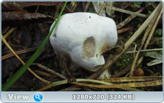 0_e6d1b_ff0cb8a0_orig.png