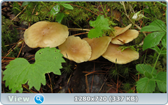 0_e6a08_d26fce33_orig.png
