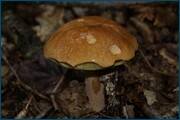 0_d2a1c_2db4e8f4_orig.jpg