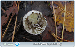 0_f3053_58344293_orig.png