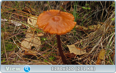0_fbedd_8619d39d_orig.png