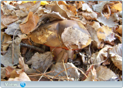 0_f516f_8f293781_orig.png