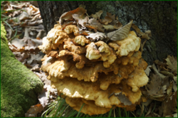 0_d8b81_170e0a77_orig.png