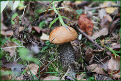0_10c58f_40c74964_orig.png