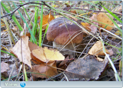 0_f40aa_38bd5216_orig.png