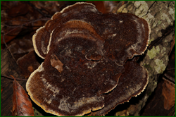 0_d9471_19360117_orig.png