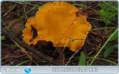 0_ead0e_9a8ec11_orig.png