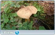 0_12dd51_29d4627b_orig.png