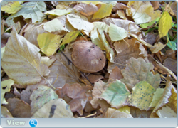 0_f60fe_23323116_orig.png