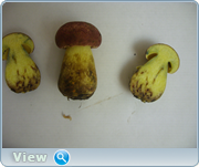0_13098a_41e69ebc_orig.png