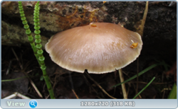 0_e38c4_5fa43887_orig.png